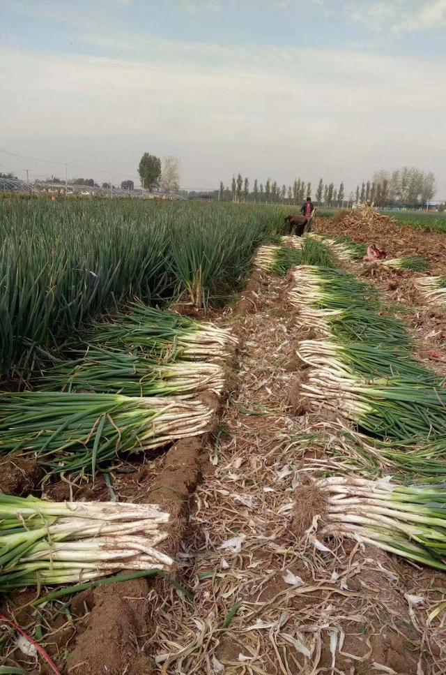 種蔥不用愁！記住這套「土辦法」，蔥白粗又長，畝產高不是夢-imomo植物識別