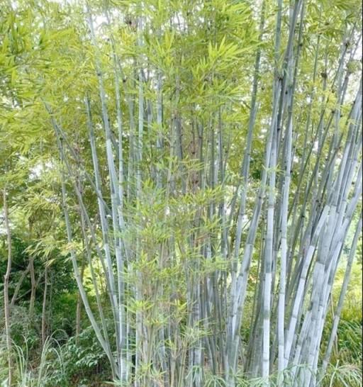 十六種常見的竹子品種、特徵和用途介紹-imomo植物識別