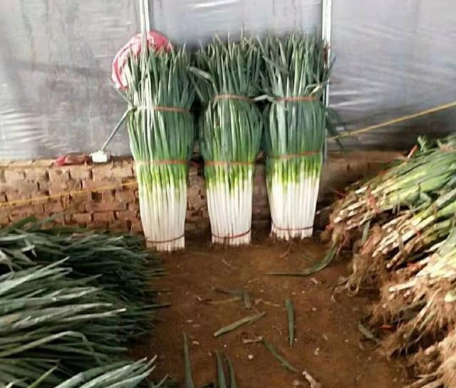 種蔥不用愁！記住這套「土辦法」，蔥白粗又長，畝產高不是夢-imomo植物識別