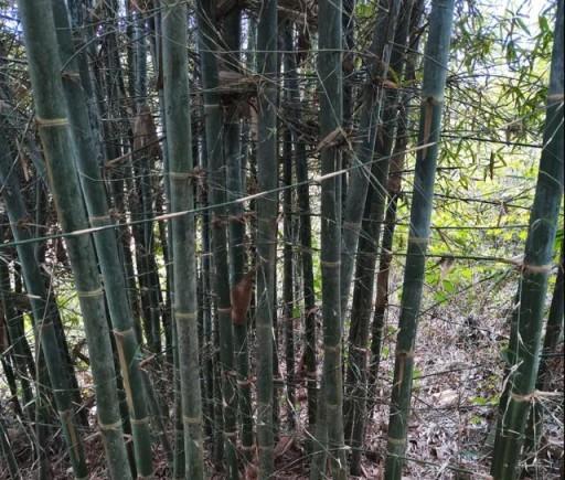 十六種常見的竹子品種、特徵和用途介紹-imomo植物識別