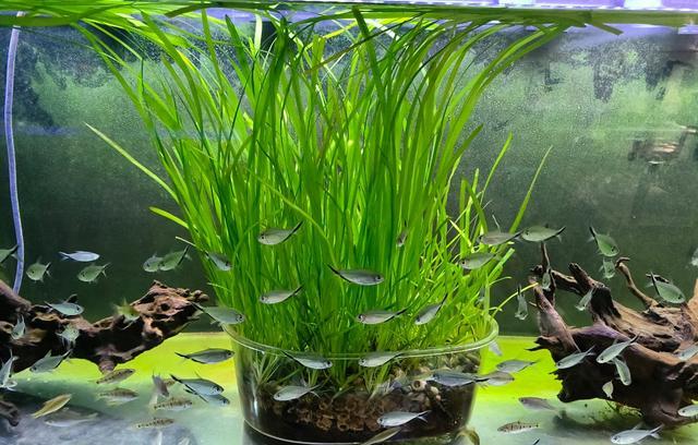 天使魚斑馬魚、孔雀魚鬥魚，哪種更耐低溫？為什麼秋天容易死？-imomo植物識別
