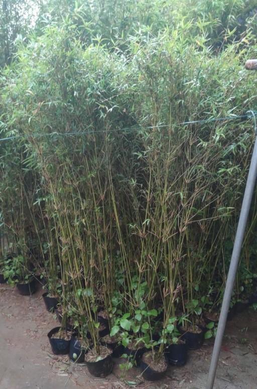 十六種常見的竹子品種、特徵和用途介紹-imomo植物識別