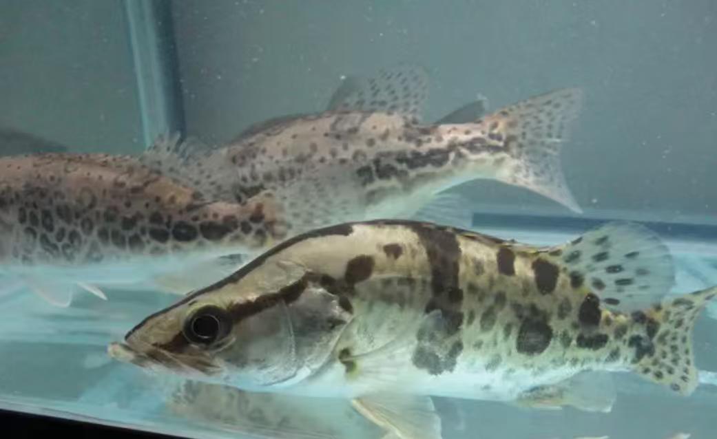 鱖魚怎麼養才活得久？水溫、食物、環境一篇全懂-imomo植物識別