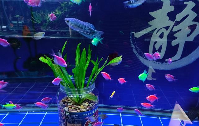 天使魚斑馬魚、孔雀魚鬥魚，哪種更耐低溫？為什麼秋天容易死？-imomo植物識別
