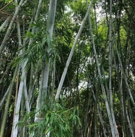 十六種常見的竹子品種、特徵和用途介紹-imomo植物識別