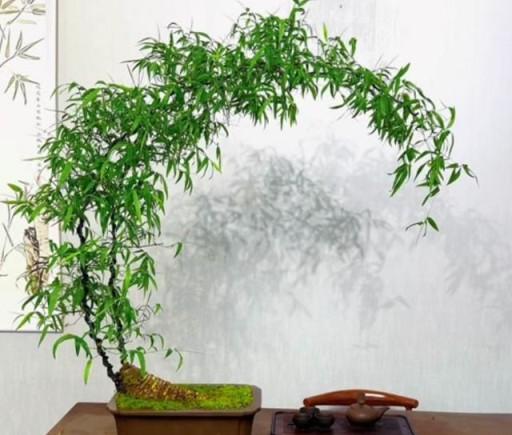 十六種常見的竹子品種、特徵和用途介紹-imomo植物識別