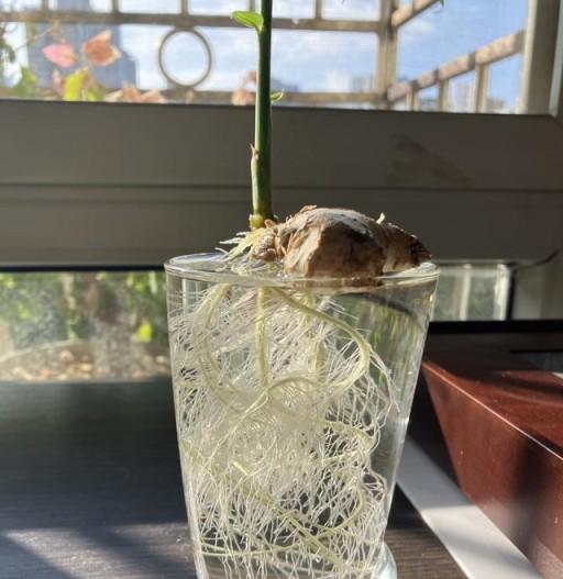 女子水耕生薑30天,根多葉肥,真有意境:咋養的?長得真好!-imomo植物識別
