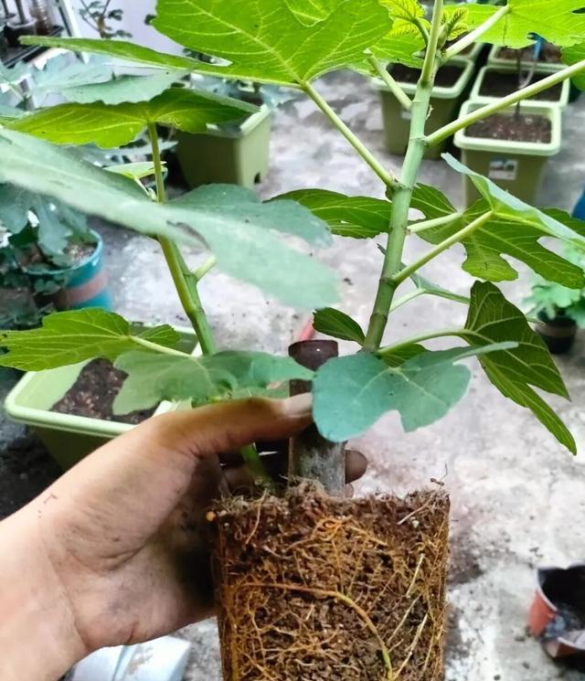 路邊撿根枝，來年果子壓彎盆！2種樹扦插教程，新手也能100%活-imomo植物識別