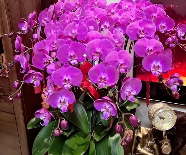 蝴蝶蘭如何催出花劍,花姿如蝴蝶飛舞,譽為「蘭花皇后」-imomo植物識別