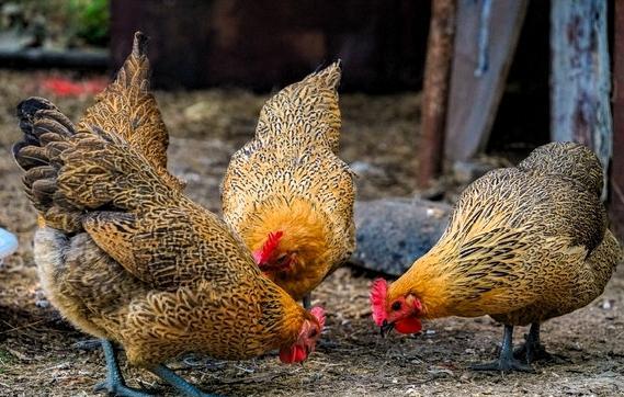 老獸醫私藏養雞速肥招:一天喂3頓,45天出欄,飼料配方直接抄-imomo植物識別