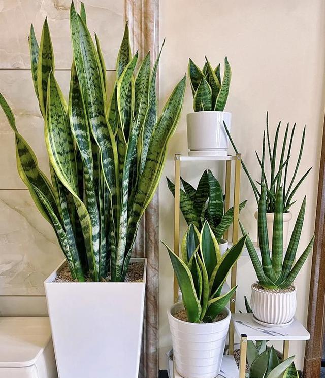 冬天屋裡養花容易爛根，六種植物冬天澆多水會死。-imomo植物識別
