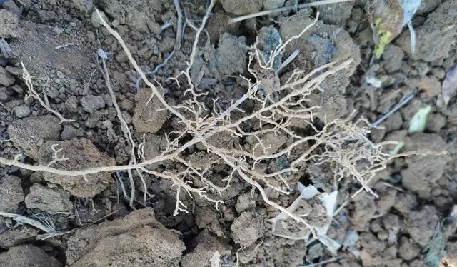 家常生根配方大全,3天發新根超好用-imomo植物識別