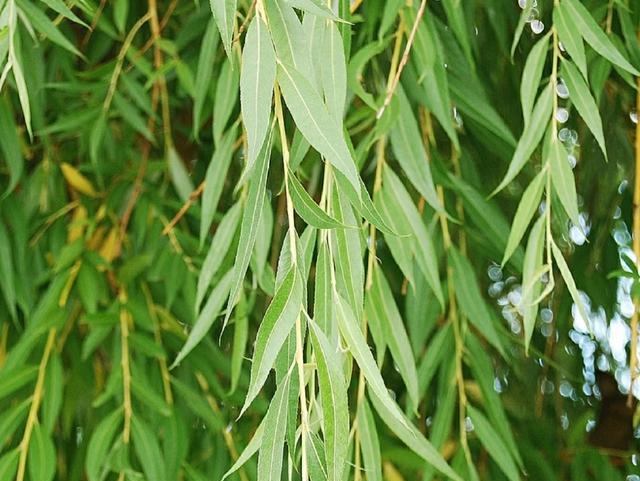 柳枝浸出液，生根好容易！扦插不花錢的祕訣-imomo植物識別