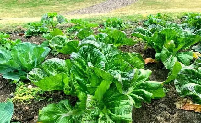 種菜不迷路:摸清蔬菜「家族」與「脾性」,輪作種植不用愁-imomo植物識別
