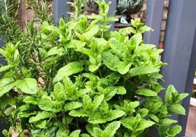 陽臺種植5種實用香草,從新手到高手,收穫滿滿的綠色生活-imomo植物識別
