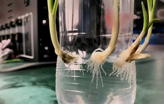 家庭種植必看!植物生根的核心要素-imomo植物識別