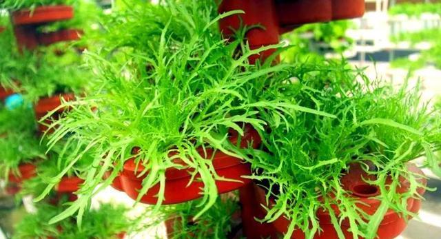 陽臺種這12種菜,薄土就瘋長,輕鬆實現蔬菜自由-imomo植物識別